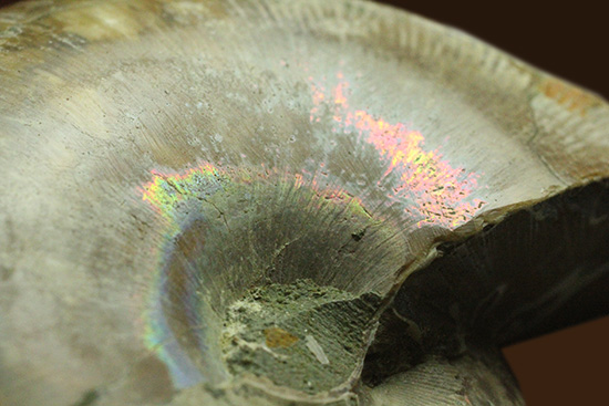 螺旋模様の美しさが際立ちます。方解石化したペアアンモナイト(Ammonite)（その14）