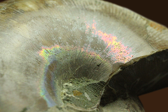 螺旋模様の美しさが際立ちます。方解石化したペアアンモナイト(Ammonite)(その14)
