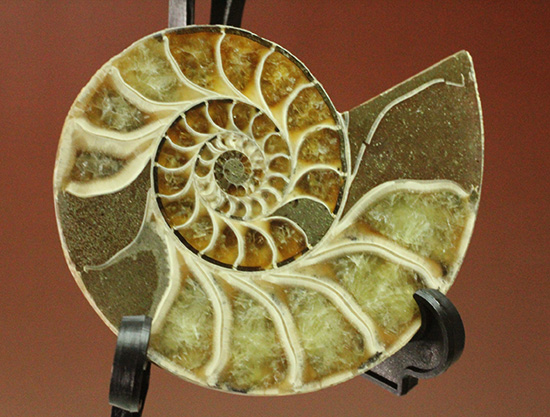 螺旋模様の美しさが際立ちます。方解石化したペアアンモナイト(Ammonite)(その15)