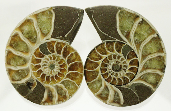 螺旋模様の美しさが際立ちます。方解石化したペアアンモナイト(Ammonite)(その16)
