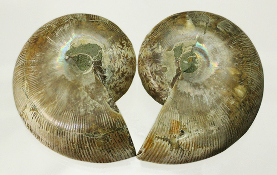 螺旋模様の美しさが際立ちます。方解石化したペアアンモナイト(Ammonite)（その17）