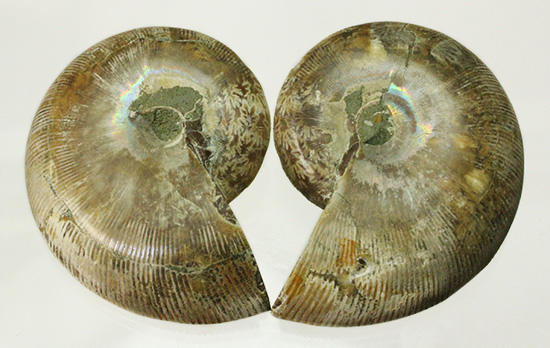 螺旋模様の美しさが際立ちます。方解石化したペアアンモナイト(Ammonite)(その17)