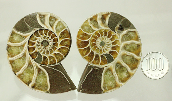 螺旋模様の美しさが際立ちます。方解石化したペアアンモナイト(Ammonite)/中生代白亜紀（1億3500万 -- 6500万年前）【an956】