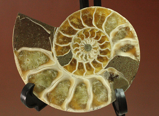 螺旋模様の美しさが際立ちます。方解石化したペアアンモナイト(Ammonite)（その2）
