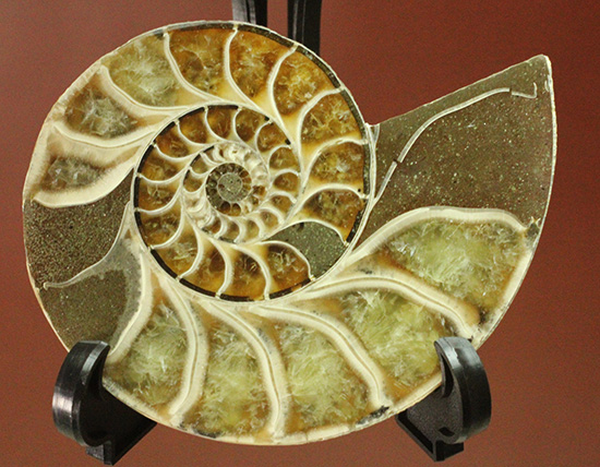 螺旋模様の美しさが際立ちます。方解石化したペアアンモナイト(Ammonite)/中生代白亜紀（1億3500万 -- 6500万年前）【an956】