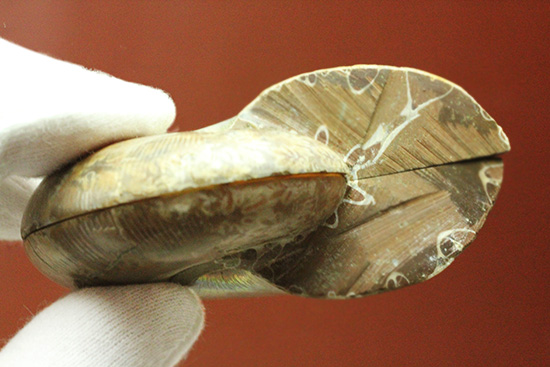螺旋模様の美しさが際立ちます。方解石化したペアアンモナイト(Ammonite)(その5)