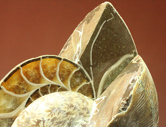 螺旋模様の美しさが際立ちます。方解石化したペアアンモナイト(Ammonite)（その6）