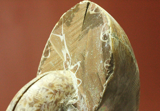 螺旋模様の美しさが際立ちます。方解石化したペアアンモナイト(Ammonite)(その7)