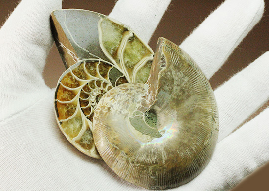 螺旋模様の美しさが際立ちます。方解石化したペアアンモナイト(Ammonite)(その8)