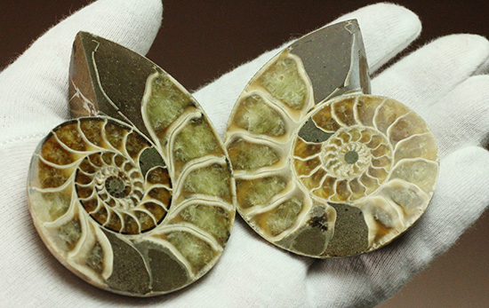 螺旋模様の美しさが際立ちます。方解石化したペアアンモナイト(Ammonite)（その9）