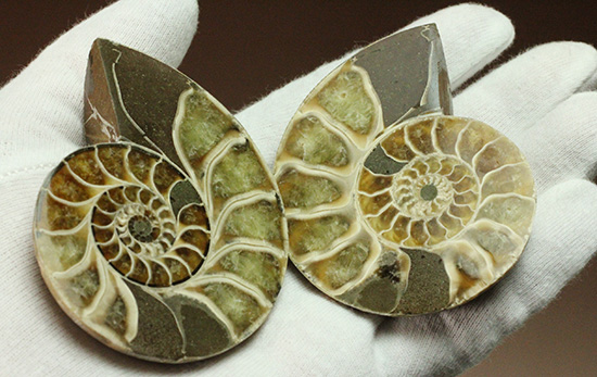 螺旋模様の美しさが際立ちます。方解石化したペアアンモナイト(Ammonite)(その9)
