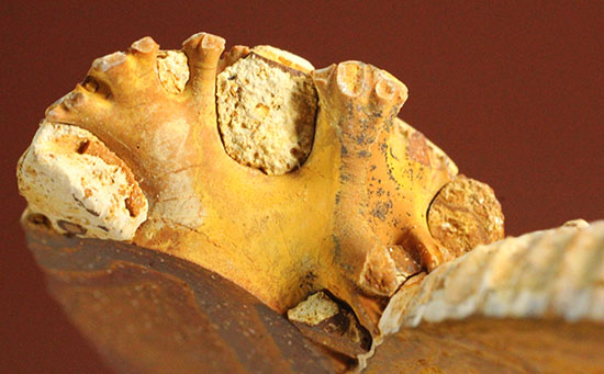 珍しい!気室内部が顕になった、スライスアンモナイト、ペリスフィンクテス(Perisphinctes)(その12)