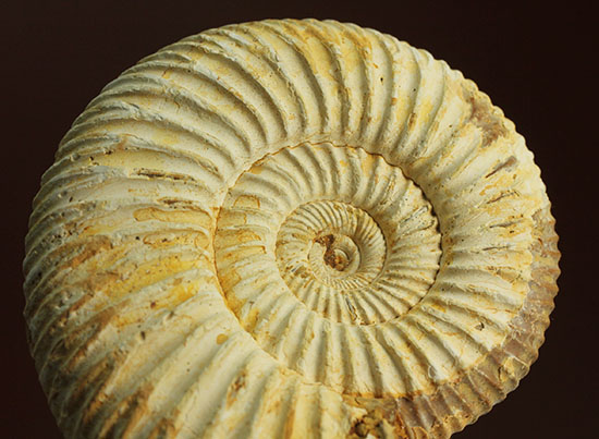 珍しい!気室内部が顕になった、スライスアンモナイト、ペリスフィンクテス(Perisphinctes)(その13)