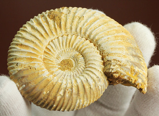 珍しい!気室内部が顕になった、スライスアンモナイト、ペリスフィンクテス(Perisphinctes)(その14)