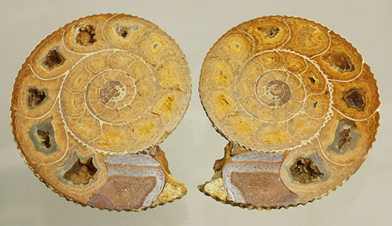 珍しい!気室内部が顕になった、スライスアンモナイト、ペリスフィンクテス(Perisphinctes)(その19)