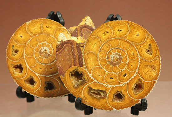 珍しい!気室内部が顕になった、スライスアンモナイト、ペリスフィンクテス(Perisphinctes)(その2)