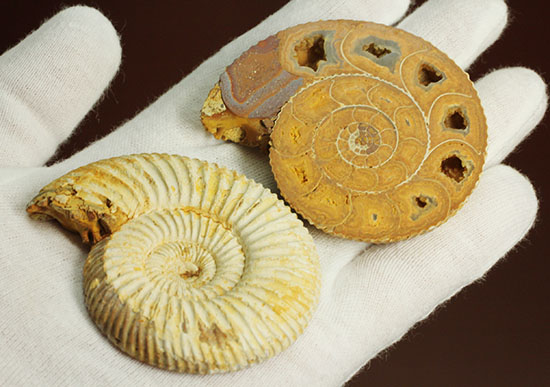 珍しい!気室内部が顕になった、スライスアンモナイト、ペリスフィンクテス(Perisphinctes)(その8)