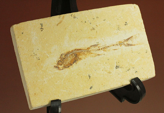 頭部の保存状態が素晴らしい、新生代魚化石/新生代（6500万年前 -- 現在）【ot739】