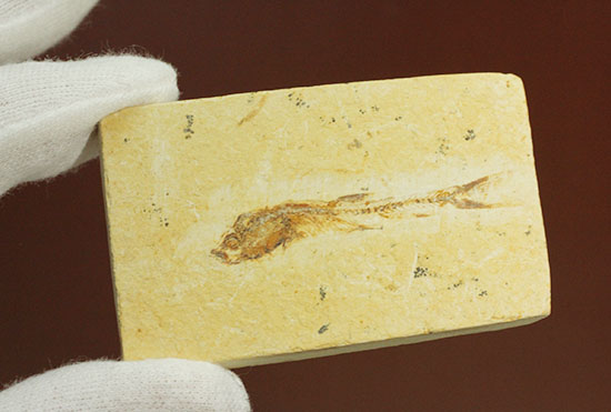 頭部の保存状態が素晴らしい、新生代魚化石(その10)