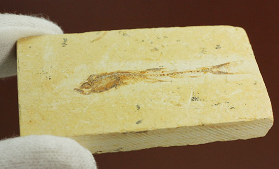 頭部の保存状態が素晴らしい、新生代魚化石(その11)