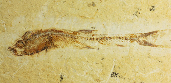 頭部の保存状態が素晴らしい、新生代魚化石（その2）