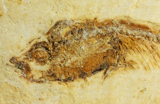 頭部の保存状態が素晴らしい、新生代魚化石（その3）