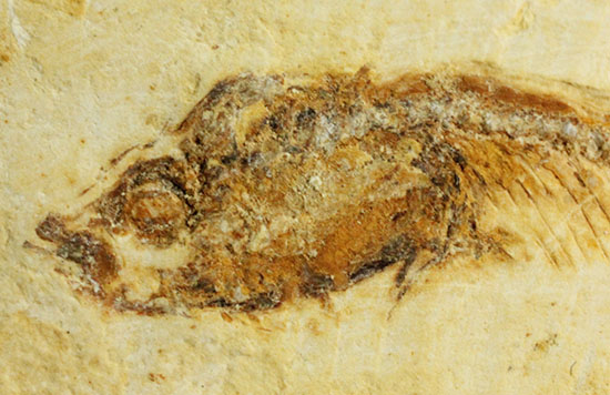 頭部の保存状態が素晴らしい、新生代魚化石(その3)