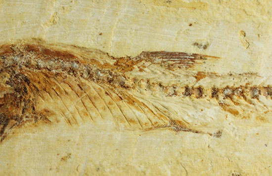 頭部の保存状態が素晴らしい、新生代魚化石(その4)