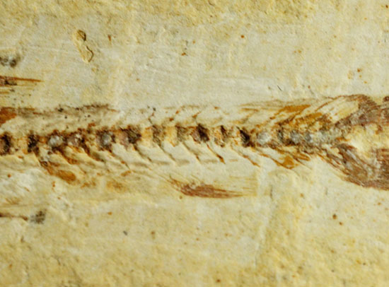 頭部の保存状態が素晴らしい、新生代魚化石（その5）