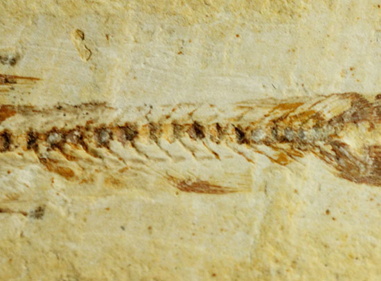 頭部の保存状態が素晴らしい、新生代魚化石(その5)