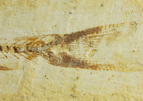 頭部の保存状態が素晴らしい、新生代魚化石（その6）