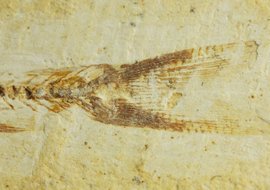頭部の保存状態が素晴らしい、新生代魚化石(その6)