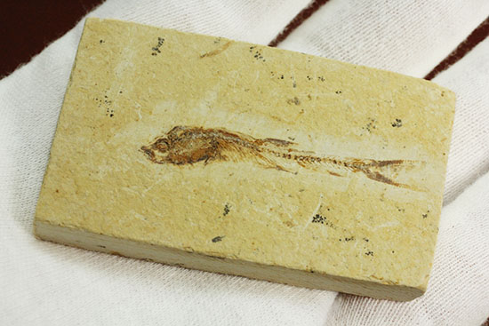 頭部の保存状態が素晴らしい、新生代魚化石(その9)