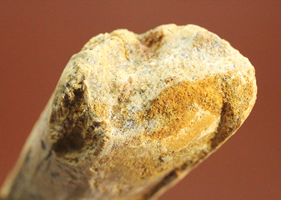 カーブ計測7センチを超える、スピノサウルス(Spinosaurus)の歯化石(その10)