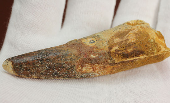 カーブ計測7センチを超える、スピノサウルス(Spinosaurus)の歯化石(その11)