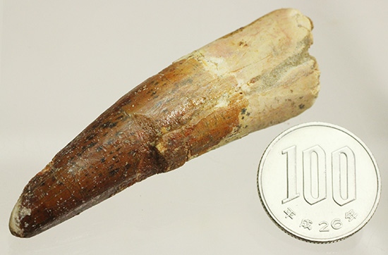 カーブ計測7センチを超える、スピノサウルス(Spinosaurus)の歯化石(その12)