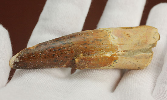 カーブ計測7センチを超える、スピノサウルス(Spinosaurus)の歯化石(その6)