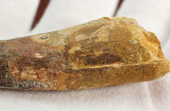 カーブ計測7センチを超える、スピノサウルス(Spinosaurus)の歯化石(その7)