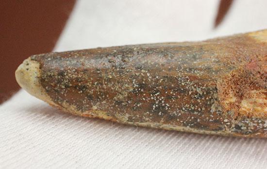 カーブ計測7センチを超える、スピノサウルス(Spinosaurus)の歯化石(その8)