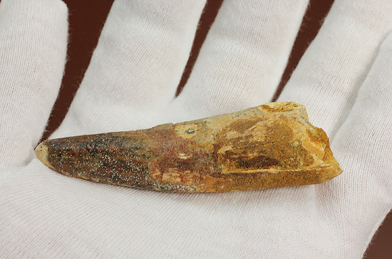 カーブ計測7センチを超える、スピノサウルス(Spinosaurus)の歯化石(その9)