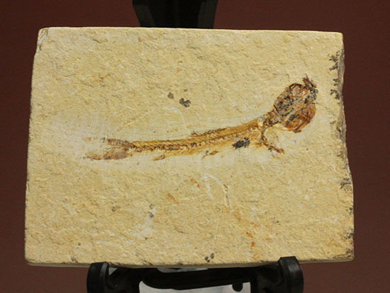 プレゼントにも！愛らしいサイズのモロッコ産魚化石/新生代（6500万年前 -- 現在）【ot740】