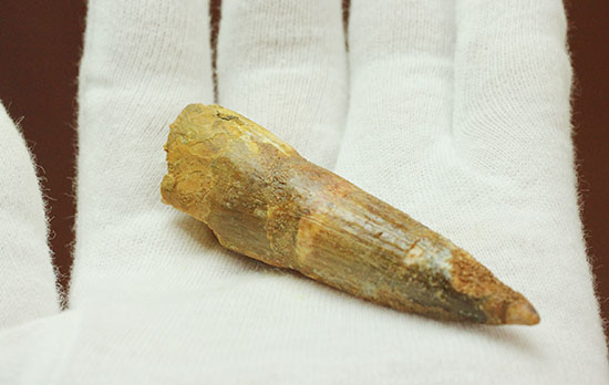 シュッとしたフォルムが特徴。鋭いスピノサウルスの歯化石(Spinosaurus)(その10)