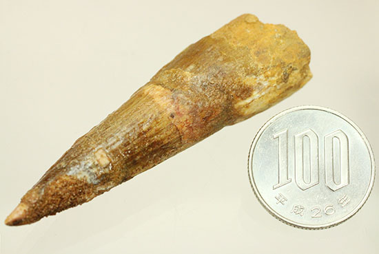 シュッとしたフォルムが特徴。鋭いスピノサウルスの歯化石(Spinosaurus)(その20)