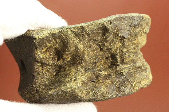 真円に近い、頭突き恐竜パキケファロサウルスの脊椎骨化石(Pachycephalosaurus)(その11)