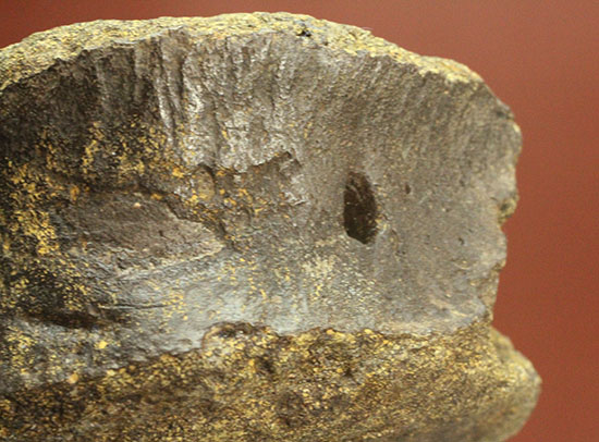真円に近い、頭突き恐竜パキケファロサウルスの脊椎骨化石(Pachycephalosaurus)(その12)