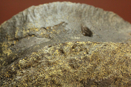 真円に近い、頭突き恐竜パキケファロサウルスの脊椎骨化石(Pachycephalosaurus)（その16）