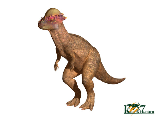真円に近い、頭突き恐竜パキケファロサウルスの脊椎骨化石(Pachycephalosaurus)(その3)