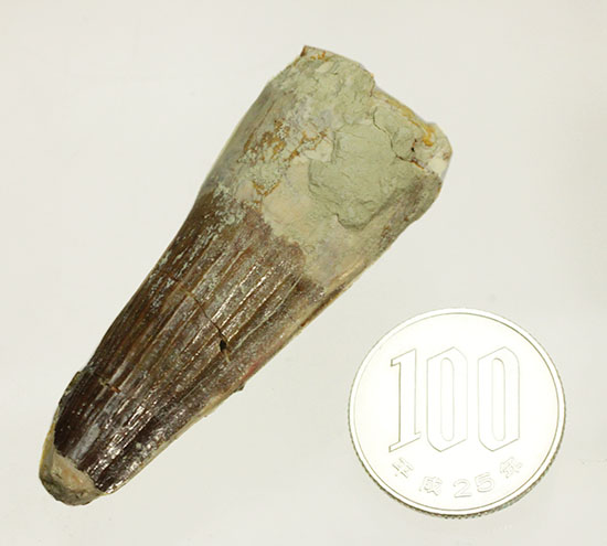 肉食恐竜ファンならコレクションしておきたい!スピノサウルスの歯化石(Spinosaurus)(その10)