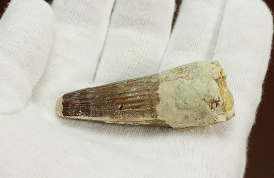 肉食恐竜ファンならコレクションしておきたい!スピノサウルスの歯化石(Spinosaurus)(その6)