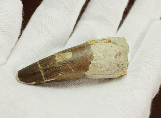 肉食恐竜ファンならコレクションしておきたい!スピノサウルスの歯化石(Spinosaurus)(その8)
